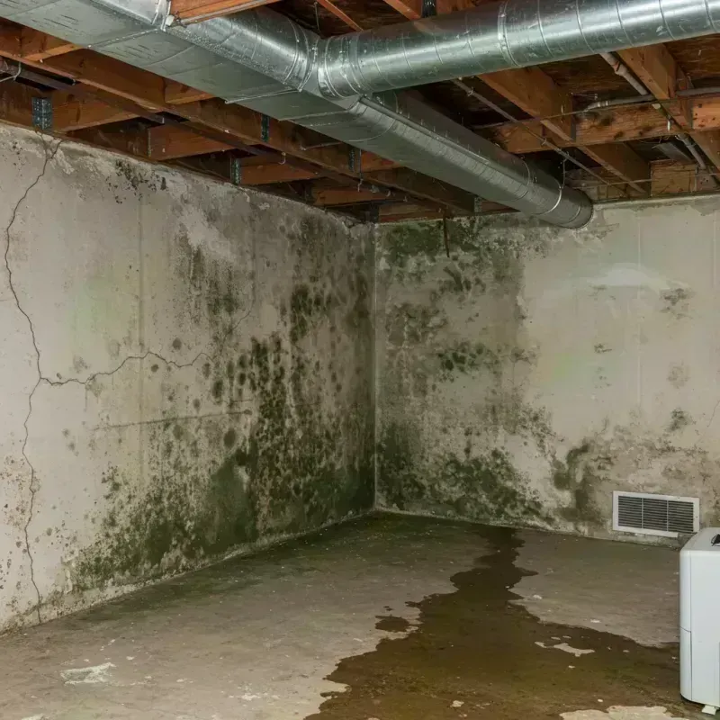 Professional Mold Removal in Moultrie County, IL